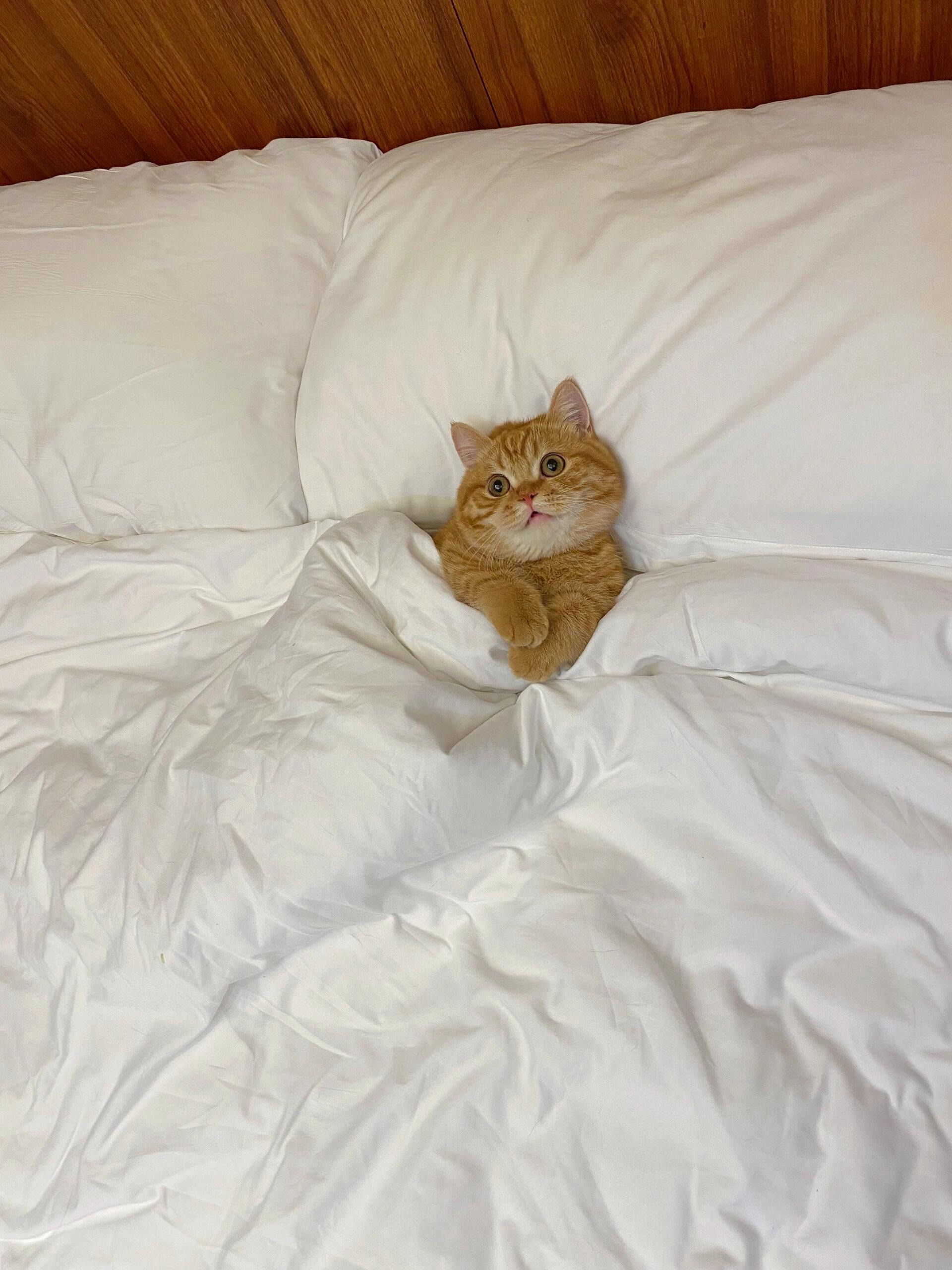 床上的懒猫咪
