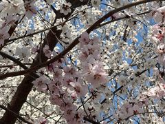 -桃花堤公园