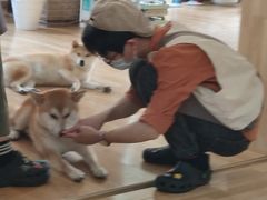 -柴の食堂·日式家庭料理·熊之肆(大学路店)