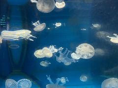 -泉城欧乐堡海洋极地世界