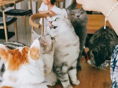 -平行世界·猫咖(首经贸店)