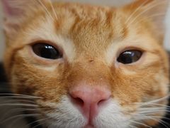 -瑞派宠物医院(搏威敦和院)