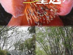 -佛山华盖山公园