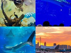 -烟台海昌鲸鲨海洋公园