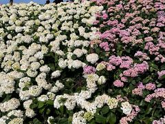 -荷兰花海