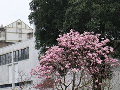 -星满杯TEAFUL(罗湖东门店)