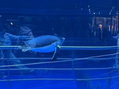 -上海海昌海洋公园-冰山北极馆