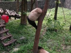 -都江堰中华大熊猫苑