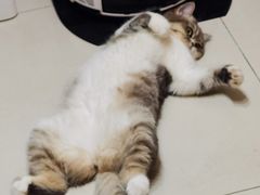 -伟伟宠物医院·CT影像中心·瑞派犬猫综合性门诊(汉口总院)