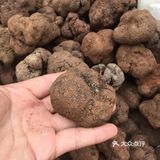 正当食菌菇季之一天认识一种菌菇:松露