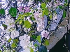 -深圳国际园林花卉博览园