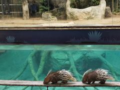 -清迈夜间动物园