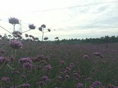 -紫颐香薰山谷景区
