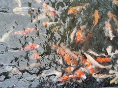 -鹅公村·国家非遗传承(荔湾店)
