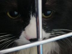 -纳吉亚猫专科动物诊疗中心(蒋宅口分院)