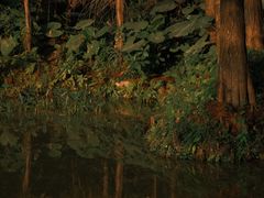 -深圳仙湖植物园