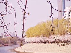 -桃花堤公园