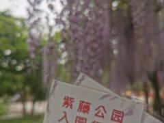 -嘉定紫藤园