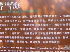 -香雪海