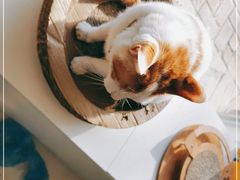 -平行世界·猫咖(首经贸店)