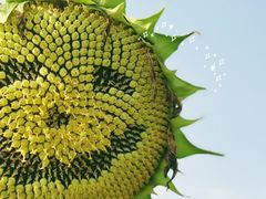 -花开海上生态园