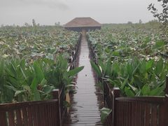 -池杉湖湿地公园