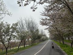 -泗洪洪泽湖湿地景区