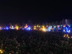 -枫林花海