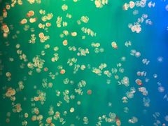 -福州罗源湾海洋世界旅游区