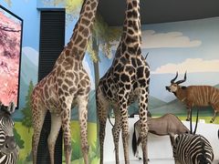 -陕西自然博物馆