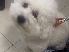 -瑞派福兴宠物医院犬猫全科·骨科·中西医结合(河东店)