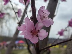 -花溪公园