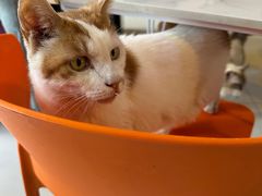 -平行世界·猫咖(首经贸店)