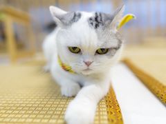 -柴迷FANS CLUB·柴犬狗咖·猫咖