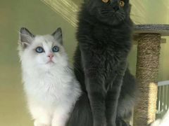 -东方名猫馆·英短金渐层布偶猫舍(环线广场1号楼店)