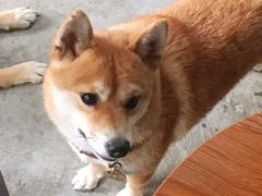 -柴犬高等学院·狗咖·柴犬售卖·宠物训练