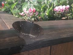 -上海昆虫博物馆