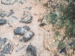 -西双版纳原始森林公园