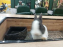 -神奇动物撸宠馆·羊驼·小浣熊·异宠(豫园店)