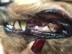 -八公叔叔宠物美容连锁(春申店)