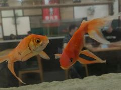 -李先生牛肉面大王(成都东站西广场店)