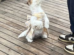 -趣多多宠物公园·宠物训犬学校·宠物寄养