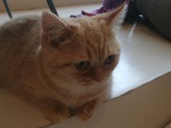 -飞行喵MR PILOT|猫舍·猫咖(静安大融城店)