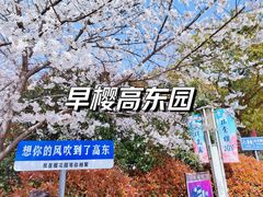 -高东镇樱花园