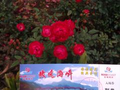 门票-玫瑰海岸文化旅游度假区
