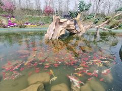 -荷兰花海