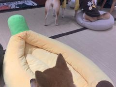 -逗柴咖啡屋·狗咖猫咖宠物桌游