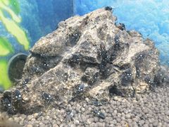-上海大自然野生昆虫馆