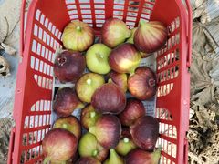 -武汉世外桃源农庄