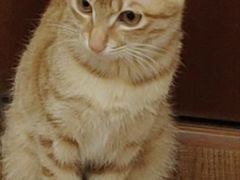 -瑞派康怡24h宠物医院·犬猫医疗中心·微创绝育(瑞景分院)